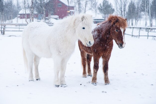 Beautiful shot of white and brown ponies standing near each other in the north of Sweden