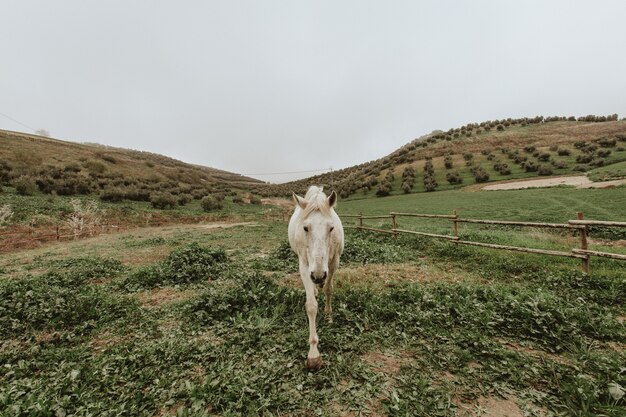 Beautiful shot of a white horse walking on a green grass field