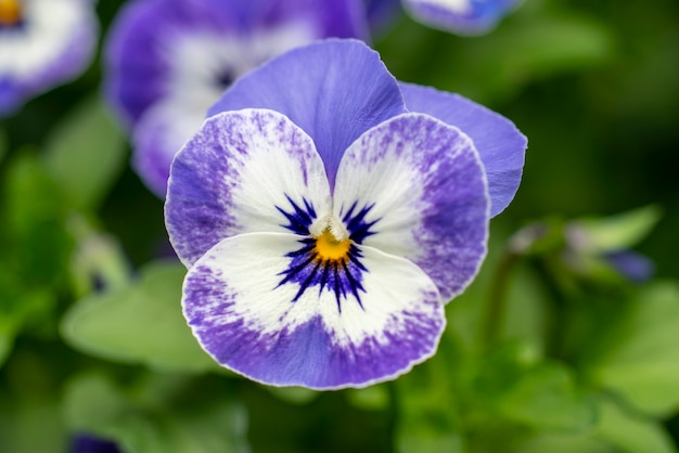 Beautiful shot of white and purple flowers in the park on a sunny day