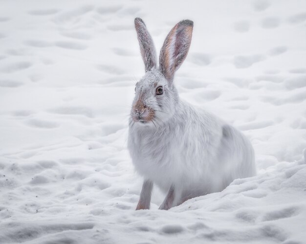 雪に覆われた森の中の白いウサギの美しいショット