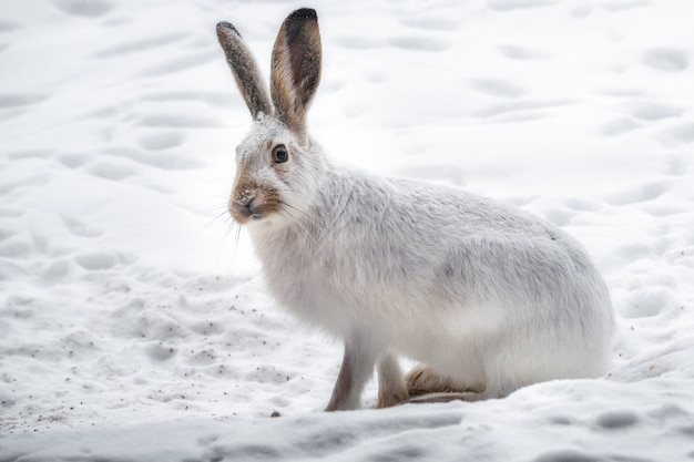 눈 덮인 숲에서 흰 토끼의 아름다운 샷
