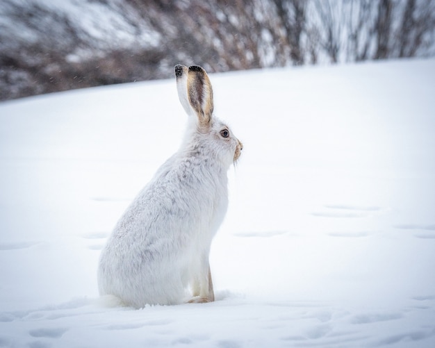 눈 덮인 숲에서 흰 토끼의 아름다운 샷
