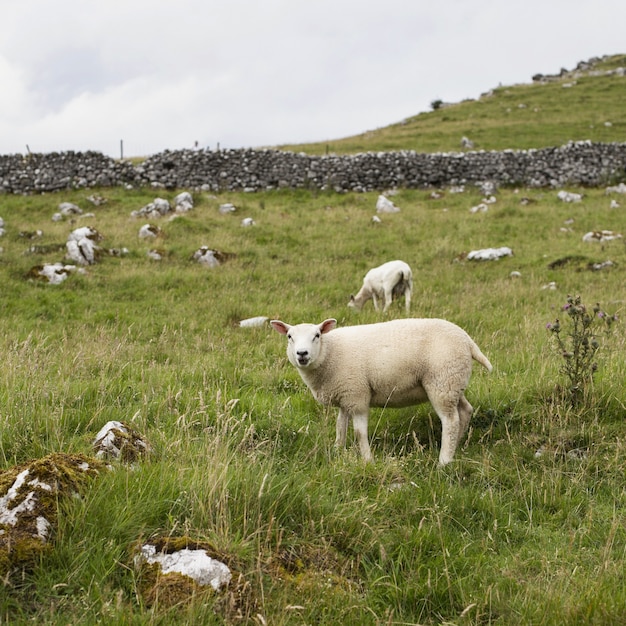 Beautiful shot of white sheep pasturing in meadow with green grass and a few trees