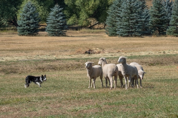 Free photo beautiful shot of white sheep playing with a dog in the grass field