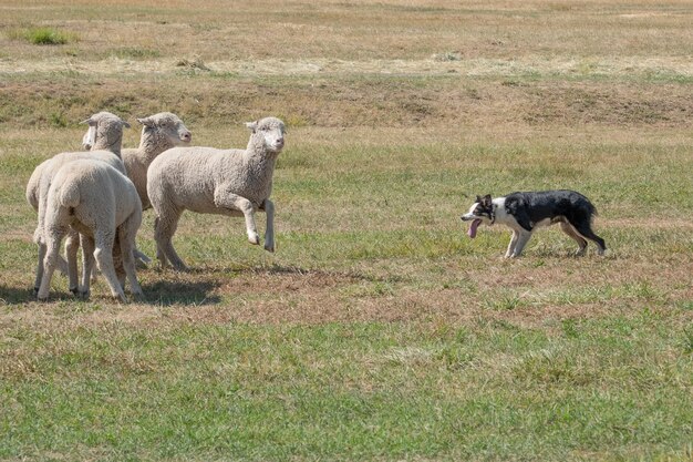 Beautiful shot of white sheep playing with a dog in the grass field