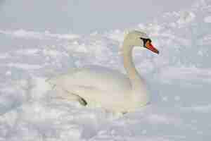 Foto gratuita bella ripresa di un cigno bianco nella neve