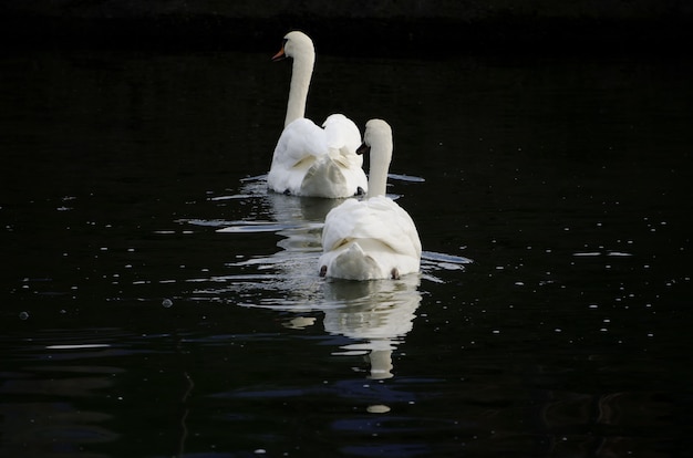 Beautiful shot of white swans in the lake