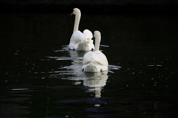 Красивый снимок белых лебедей в озере