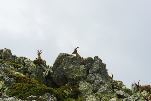 Beautiful shot of a white-tailed deer in rocky mountains