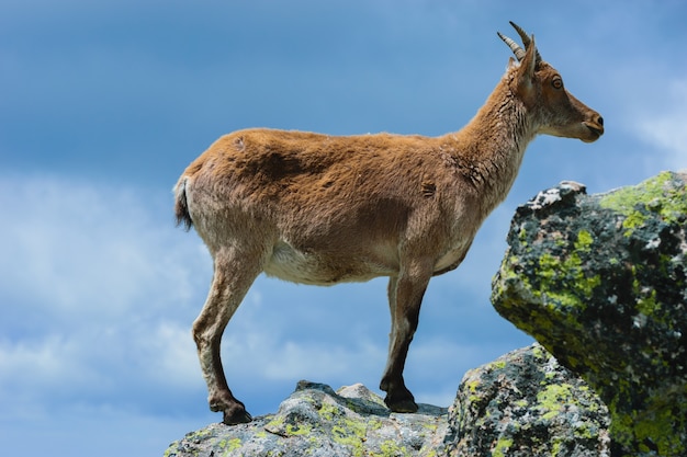 Beautiful shot of a white-tailed deer in rocky mountains