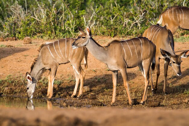 Beautiful shot of wild African antelopes near a lake