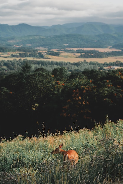 Free photo beautiful shot of a wild brown coated deer on a green hill in a forest