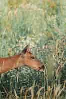 Free photo beautiful shot of a wild brown coated deer on a green hill in a forest