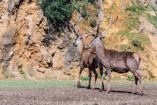 Beautiful shot of wild deers