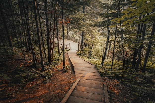 森の木々に囲まれた木製の階段の美しいショット