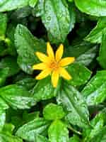 Free photo beautiful shot of a woodland sunflower blooming