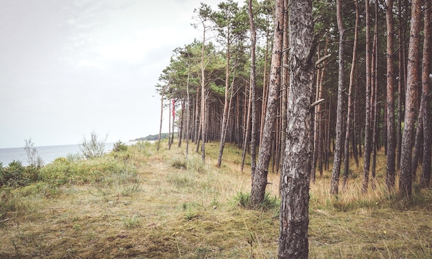 Beautiful shot of the woods along a coast