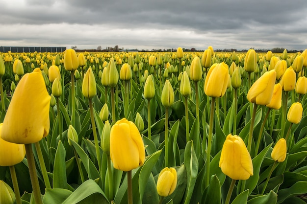 Free photo beautiful shot of a yellow flower field with a cloudy sky in the distance