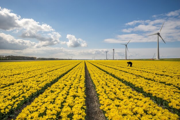 Beautiful shot of yellow flower field with windmills on the side under a blue sky