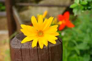 Foto gratuita bella ripresa di un fiore giallo su una staccionata in legno in giardino in una giornata di sole