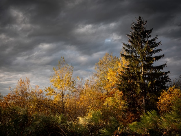 Beautiful shot of yellow and green leafed trees with a cloudy sky in the