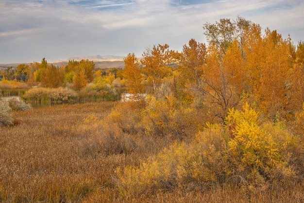 Beautiful shot of yellow leafed trees in a dry grassy field with a lake in the distance