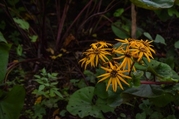 Beautiful shot of yellow Stinking willies