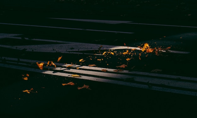 Beautiful shot of yellow withered leaves on the street