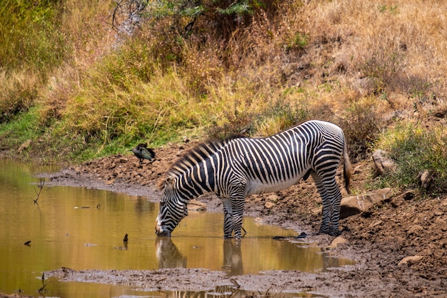 Beautiful shot of a zebra drinking water from a pond captured in Kenya, Nairobi, Samburu