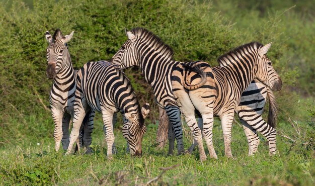 Красивый снимок группы зебр в зеленом поле