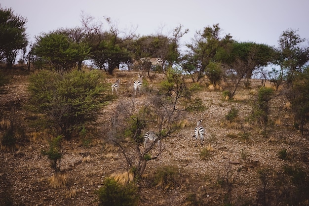 A beautiful shot of zebras walking up to the hill