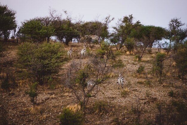 Красивый снимок зебр, поднимающихся на холм