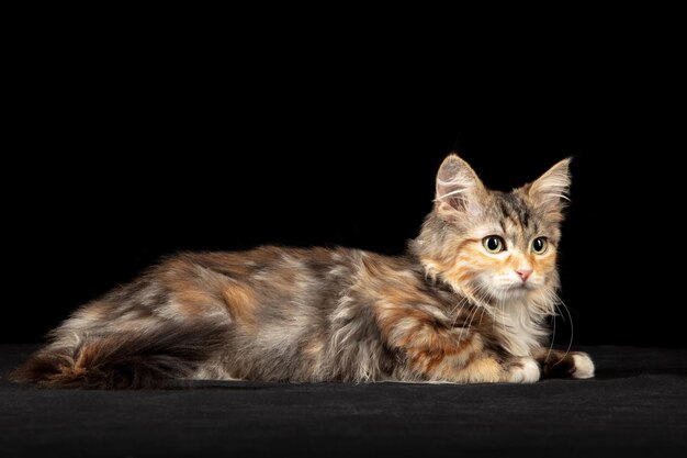 Beautiful Siberian cat laying down isolated on black.