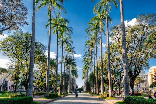 Beautiful sidewalk among the tall palm trees under a sunny sky in Brazil