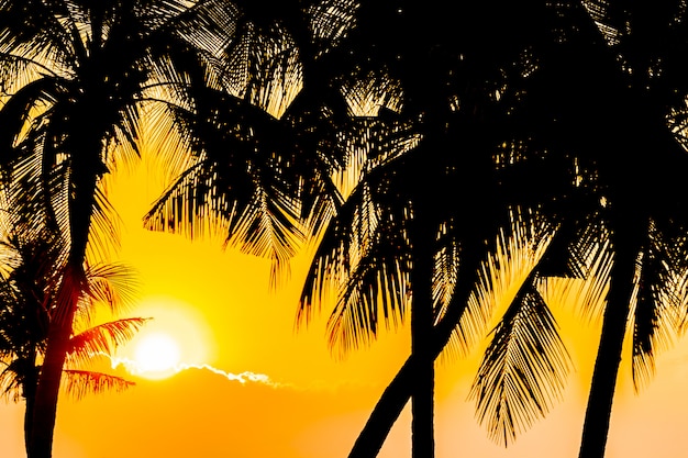 Beautiful Silhouette coconut palm tree on sky neary sea ocean beach at sunset or sunrise time