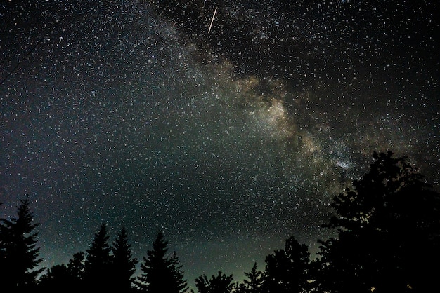 Free photo beautiful silhouette shot of trees under a starry night sky