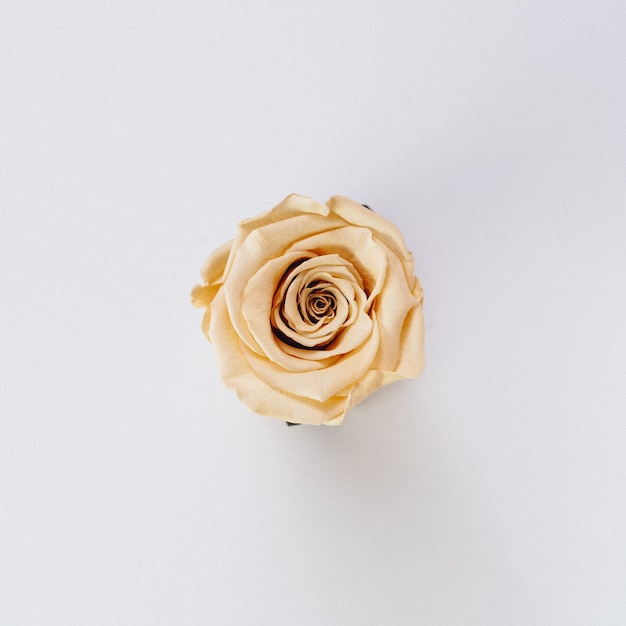 美しい単一の孤立したクリーム色のバラ