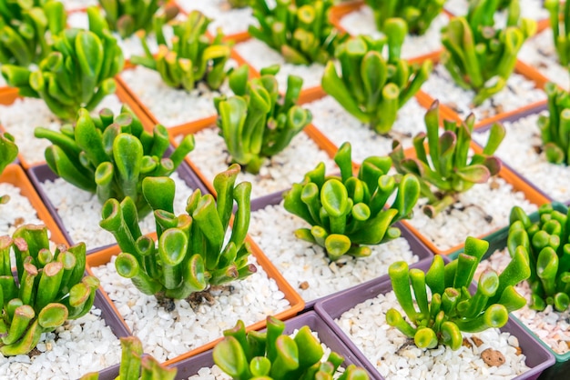 Beautiful small cactus field .