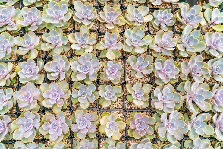 Free Photo beautiful small cactus field .