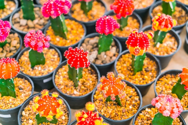 Free photo beautiful small cactus field .