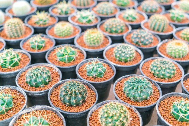 Beautiful small cactus field .