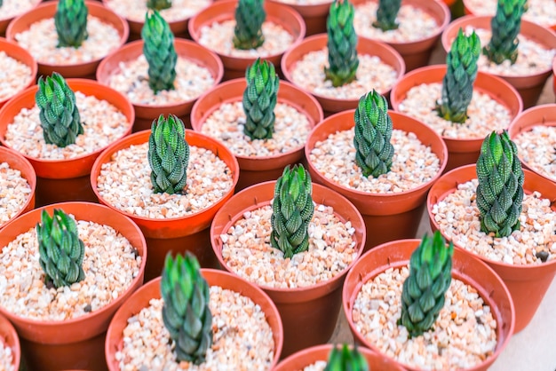 Free photo beautiful small cactus field .