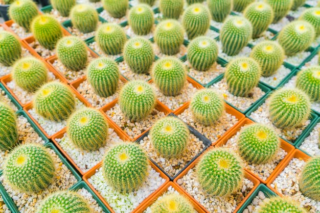 Beautiful small cactus field .