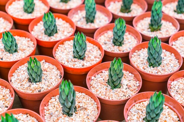 Beautiful small cactus field .