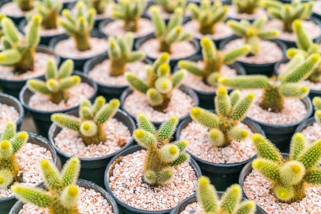 Beautiful small cactus field .