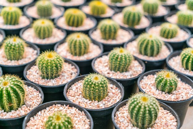 Beautiful small cactus field .