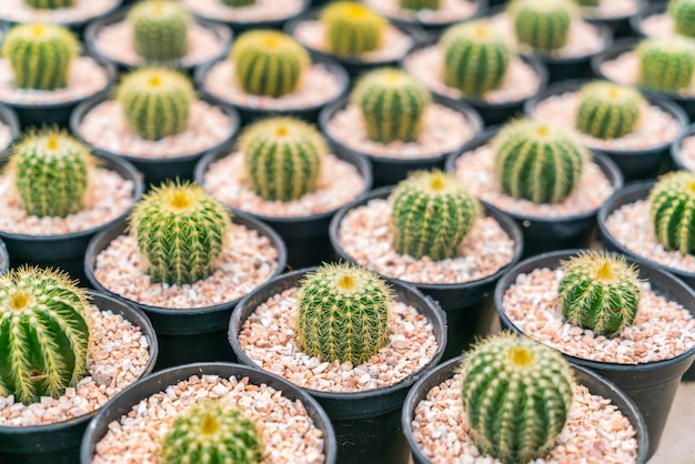 Beautiful small cactus field .