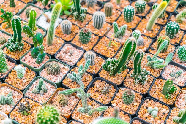 Beautiful small cactus field .