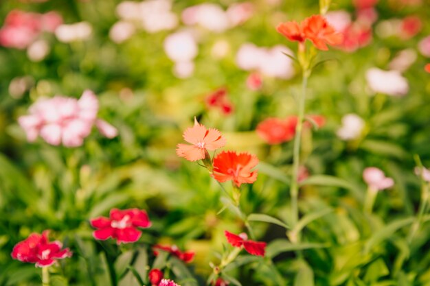 Beautiful small flowering plant in the garden