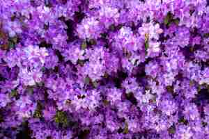 Free photo beautiful small purple flowers